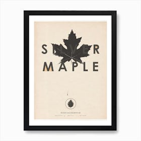 Silver Maple Poster