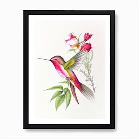 Fiery Throated Hummingbird Quentin Blake Illustration 2 Art Print