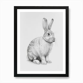 American Fuzzy Rabbit Drawing 2 Art Print