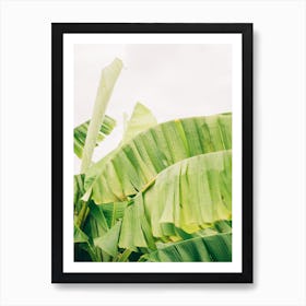 Banana Tree Art Print