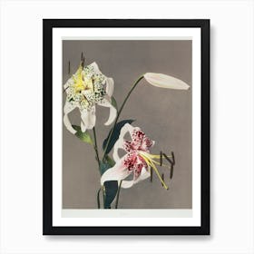 Lily, Hand–Colored Collotype From Some Japanese Flowers (1898), Kazumasa Ogawa Art Print