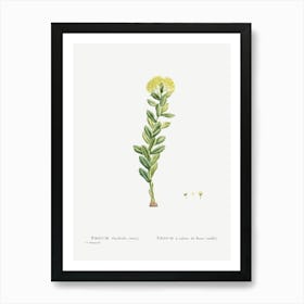 Sedum Rhodiola, Pierre Joseph Redoute Art Print