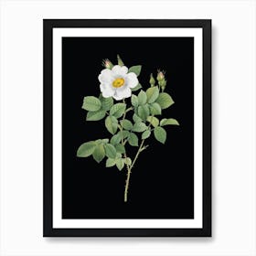 Vintage Twin Flowered White Rose Botanical Illustration on Solid Black Art Print