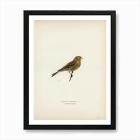 Twite (Acanthis Flavirostris), The Von Wright Brothers Art Print