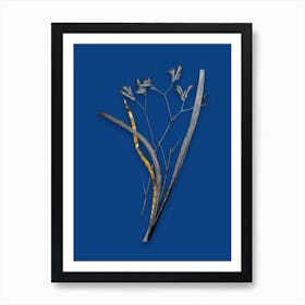 Vintage Anigozanthos Flavida Black and White Gold Leaf Floral Art on Midnight Blue Art Print