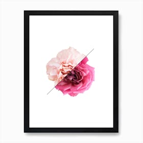 Carnation & Rose Art Print
