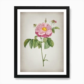Vintage Speckled Provins Rose Botanical on Parchment n.0227 Art Print