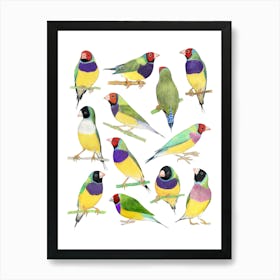 Gouldian Finches Birds Print Art Print