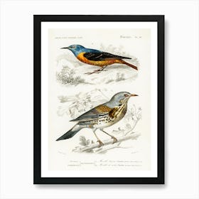 Different Types Of Birds, Charles Dessalines D'Orbigny 16 Art Print