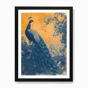 Orange & Blue Peacock In The Bushes Art Print