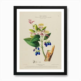 Blueberry Art Print