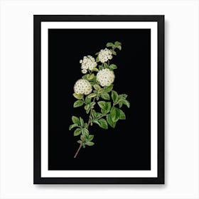 Vintage Germander Meadowsweet Botanical Illustration on Solid Black n.0101 Art Print