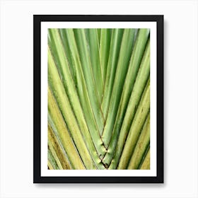 Close Up Of A Palm Leaf Tropical Abstract Art Print