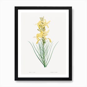 Yellow Asphodel, Pierre Joseph Redoute 1 Art Print