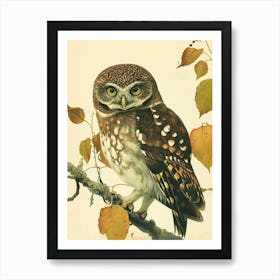 Northern Pygmy Owl Vintage Illustration 3 Art Print