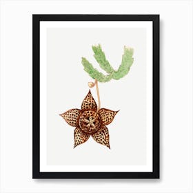 Starfish Cactus, Familie Der Cacteen Art Print