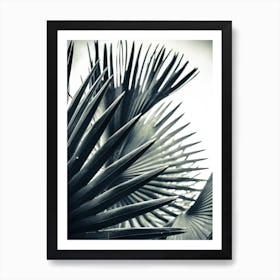 Palm Shade 2 Art Print