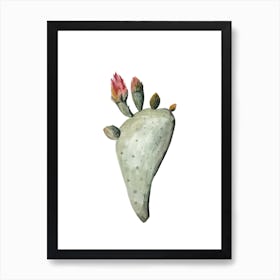 Botanical Illustration Cactus Flowers Art Print