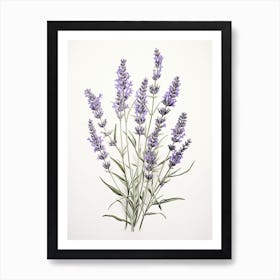 Lavender Flower Vintage Botanical 2 Art Print