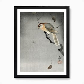 Buffalo Wing Shrike And Spider (1900 1930), Ohara Koson Art Print