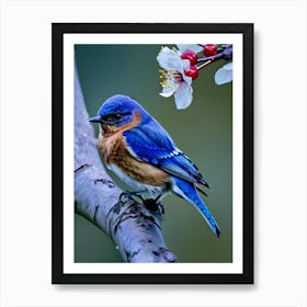 Eastern Bluebird-Reimagined 11 Art Print