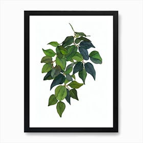 English Ivy (Hedera Helix) Watercolor Art Print