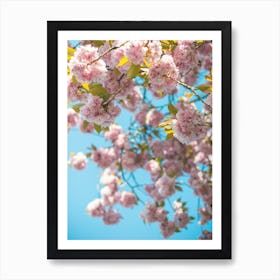 Pink Blossom Art Print