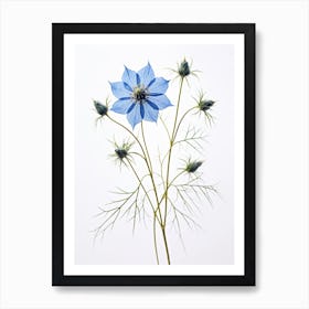 Pressed Flower Botanical Art Love In A Mist Nigella 1 Art Print