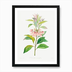 Redvein Enkianthus, Pierre Joseph Redoute Art Print