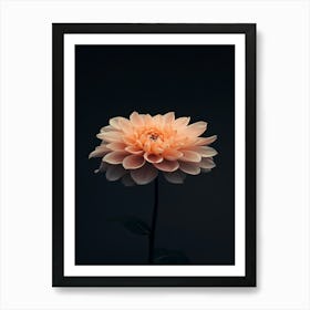 Dahlia 26 Art Print