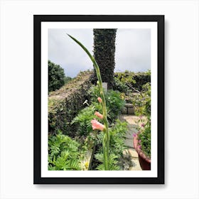 Pink Flowers In A Garden Art Print