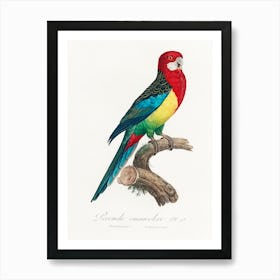 The Eastern Rosella,From Natural History Of Parrots, Francois Levaillant Art Print