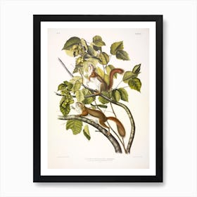 Chickaree Red Squirrel, John James Audubon Art Print