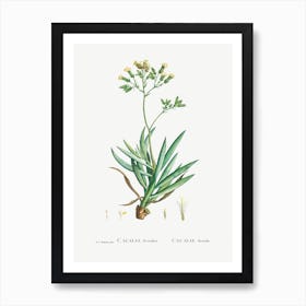 Cacalia Ficoides, Pierre Joseph Redoute Art Print