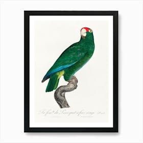 The Cuban Amazon From Natural History Of Parrots, Francois Levaillant 2 Art Print
