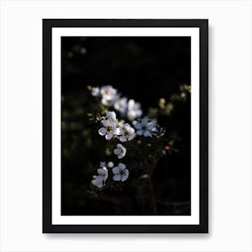 Beautiful Flowers In A Dark Wood Art Print