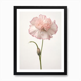 Pressed Flower Botanical Art Carnation Dianthus Art Print