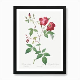 Velvet China Rose, Pierre Joseph Redoute Art Print