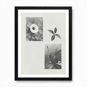 Morning Glory Flower Photo Collage 2 Art Print