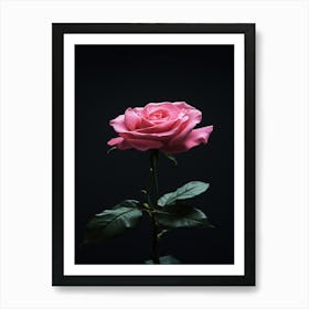 Pink Rose On Black Background 82 Art Print