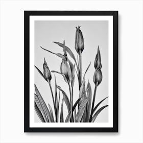 Gladioli B&W Pencil 3 Flower Art Print