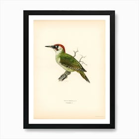 Picus Viridis, The Von Wright Brothers Art Print