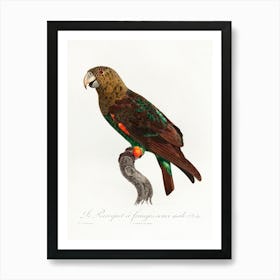 The Brown Necked Parrot From Natural History Of Parrots, Francois Levaillant Art Print