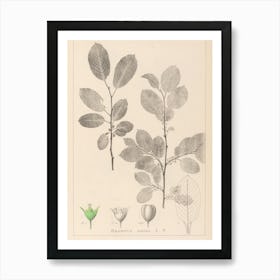 Botanical Illustration Of A Tree Art Print