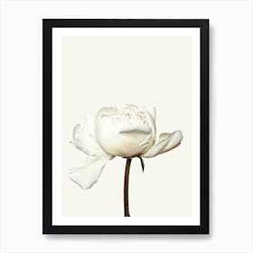 White Peony Flower Art Print