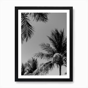 Tropical Palm Trees In Black And White Art Print