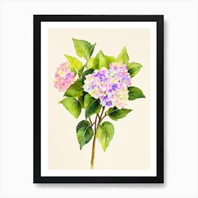 Hydrangea Vintage Flowers Flower Art Print