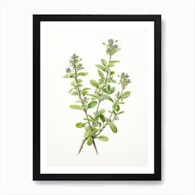 Thyme Vintage Botanical Herbs 1 Art Print