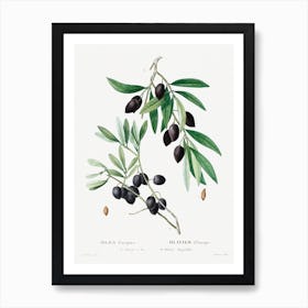 Olive, Pierre Joseph Redoute Art Print