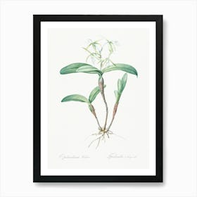 Fringed Star Orchid, Pierre Joseph Redoute Art Print
